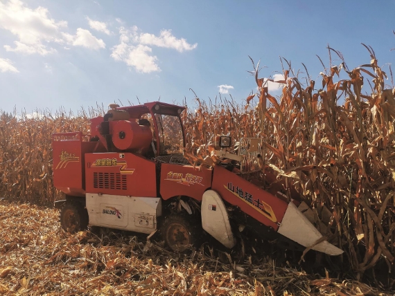 10.23 春种秋收，春华秋实。眼下，柳河县进入秋粮集中收获期，主要作物收割工作有序开展。.png