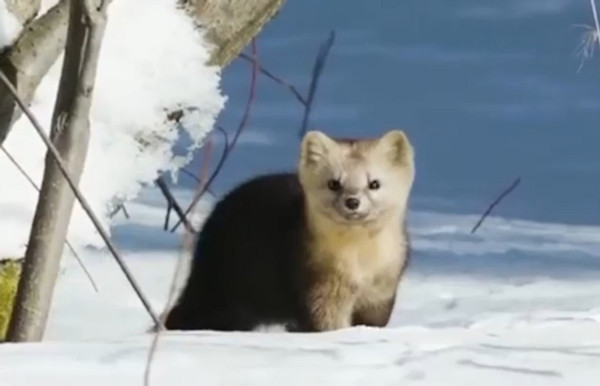 Photographer's lens captures sable1.jpg