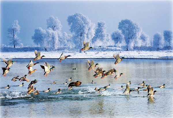 Jilin's natural beauty showcased online 1.jpg